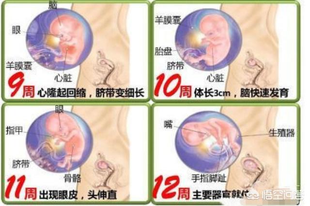 怀孕三个月，胎儿是什么样子？