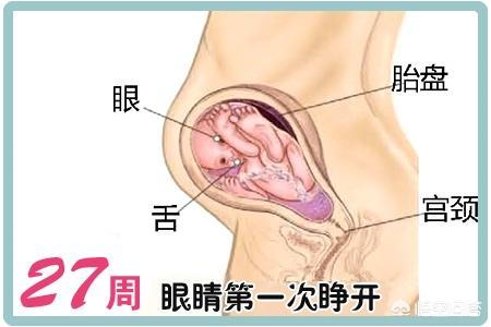 孕27周的胎儿生下来可以活吗？