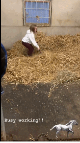 小七好可爱！拿着耙子给小马驹做草料 妈妈维多利亚当摄影师