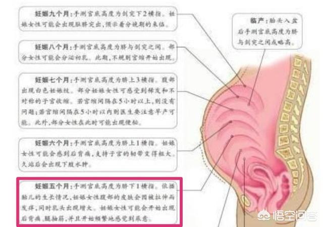 怀孕五个月胎儿位置是哪里了的，该怎么看？