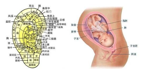 坚持耳部按摩“六步”走，增强孩子体质，与感冒咳嗽说“拜拜！”