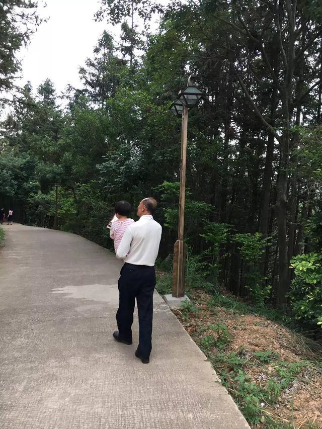 老爸也和姜一样，不起眼却安静地在菜地生长，守护家人的健康