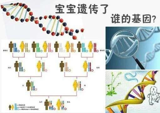 夫妻中谁的基因决定孩子的智商与相貌？
