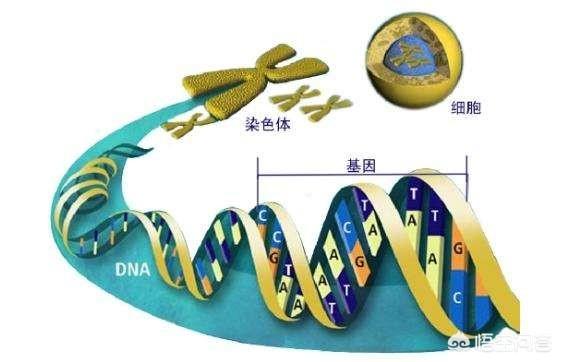 夫妻中谁的基因决定孩子的智商与相貌？