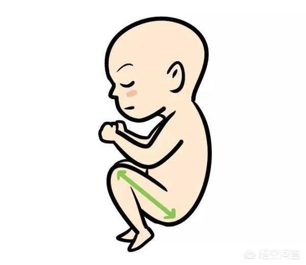胎儿股骨长决定身高吗？为什么？