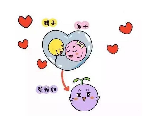 排卵期什么时间同房女人可以一碰就有孕？可以试试这个时间！