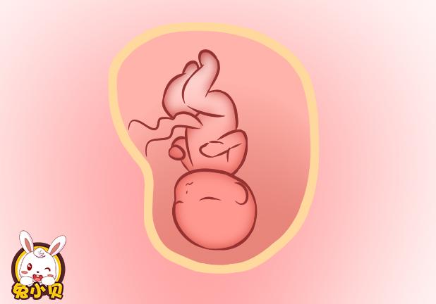 胎儿进入深度睡眠的两个阶段，孕妈小心呵护，不要轻易打扰