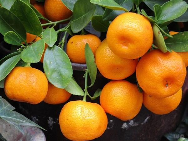 天然的“止咳王”找到了，常用此物煮水喝，止咳祛痰，冬天不咳嗽