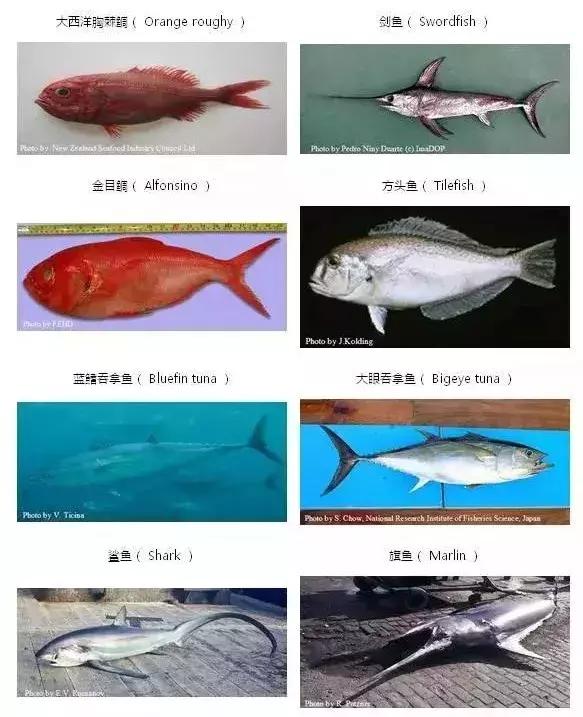 FDA发布宝宝吃鱼黑名单，这7种鱼会降低智商，宝宝千万别吃！