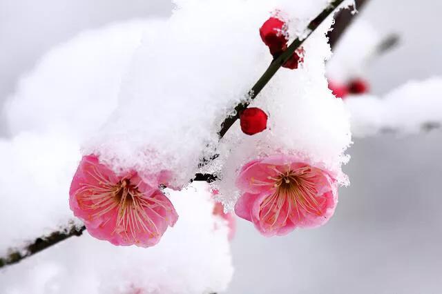 孕期这个时候发烧千万别硬扛，小心祸及胎儿