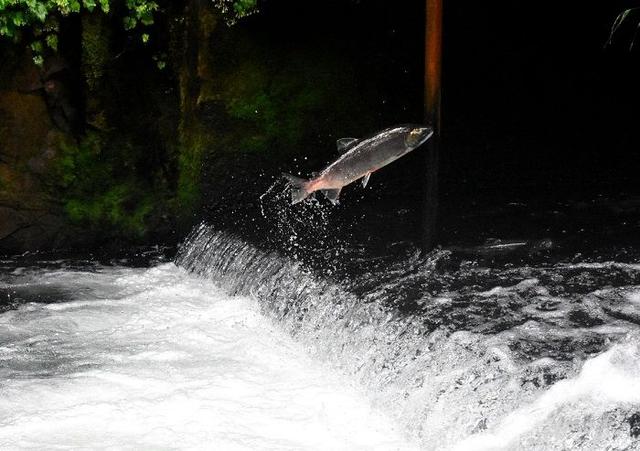 挑选三文鱼作为宝宝辅食要注意这3点，宝宝吃了更健康