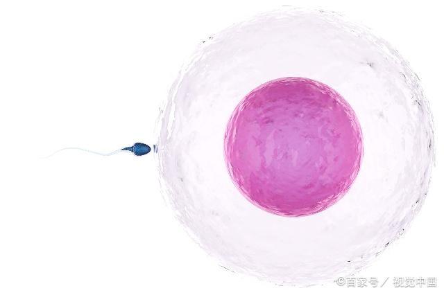 女人一个月排几次卵？卵子会在哪一天排出？备孕女人要清楚！