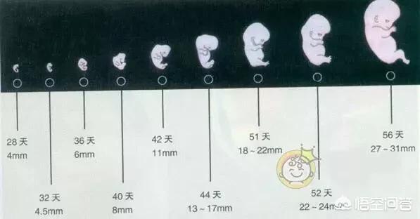 如何安全度过孕期的前三个月？