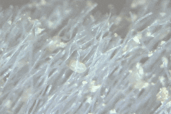 特价29包邮丨为什么要选婴儿专用洗衣液?选错小心出大事!