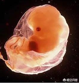 12周的胎儿能感受到母亲的坏脾气吗？