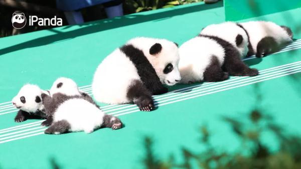 你见过企鹅、熊猫刚出生的样子吗？简直萌翻了！