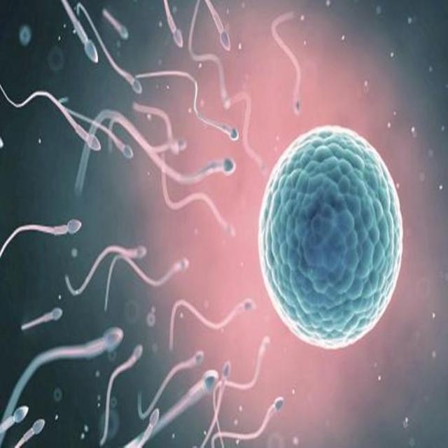 正常排卵是受孕的前提，什么原因会引起不排卵？医生这就来告诉你