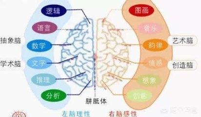 婴儿越早会翻坐爬走就越聪明吗？