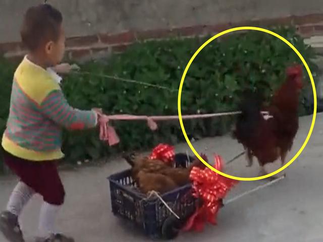 爸爸去农村接孩子回家，结果看到眼前的一幕，爸爸要笑趴下了