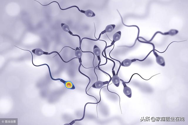 造人需知：两个精子能同时进入一颗卵子吗？如何科学备孕？