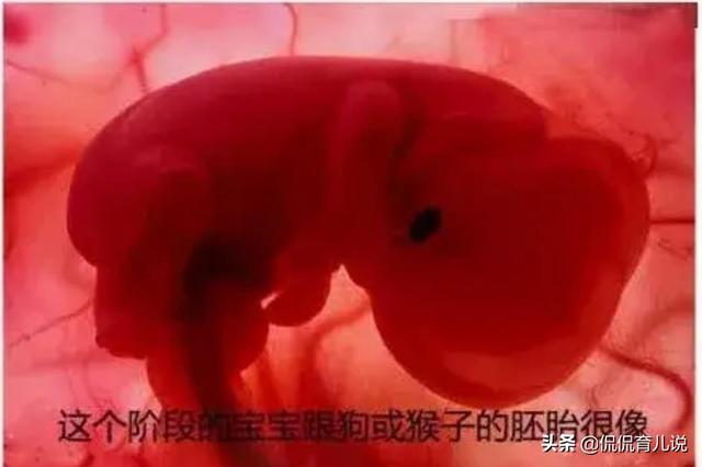 你见过宝宝在妈妈肚子里的样子吗？宝爸：看得我心都化了！好神奇