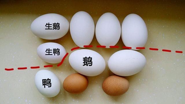 孕妇吃鹅蛋宝宝更聪明,孕妇吃鹅蛋去胎毒,听听妈妈们怎么说