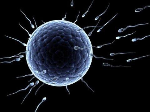 备孕需要知道:两个精子能同时进入一颗卵子吗?如何备孕才科学呢