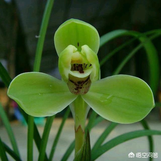 春兰花矮，不漂亮，要怎样做兰花才能长高？