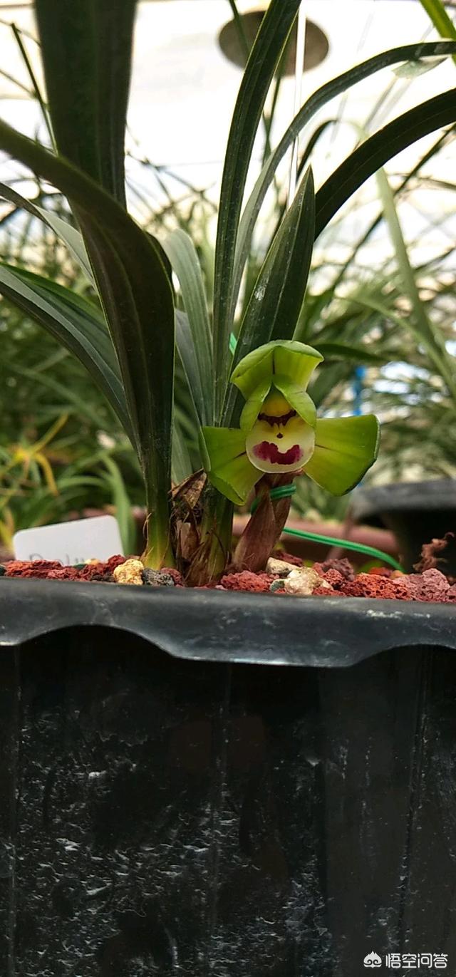 春兰花矮，不漂亮，要怎样做兰花才能长高？