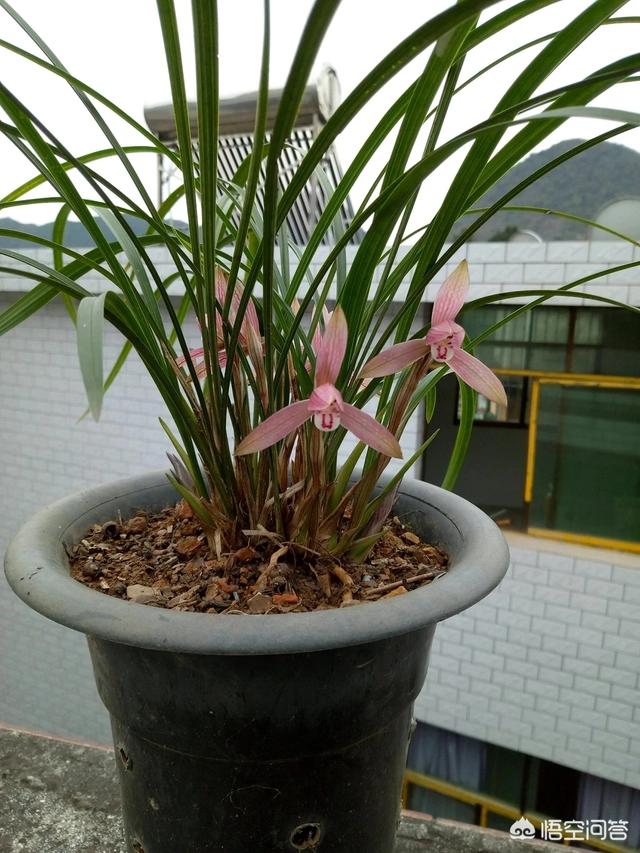 春兰花矮，不漂亮，要怎样做兰花才能长高？
