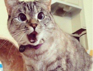 孕期养猫，孩子脑袋里会长虫？这锅猫猫不背！