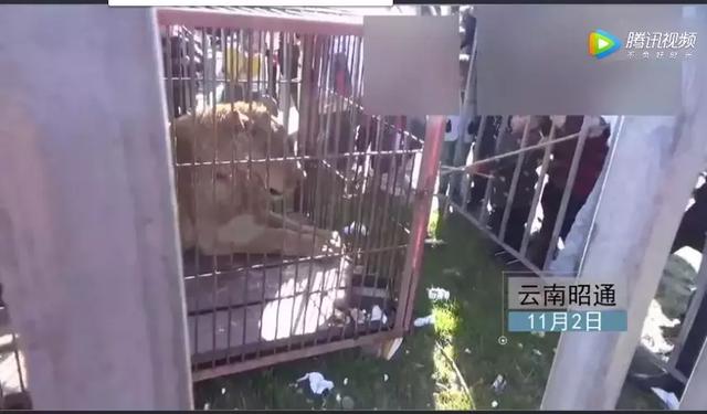 “龙生龙凤生凤熊生熊，每一个熊孩子背后都有一个熊家长