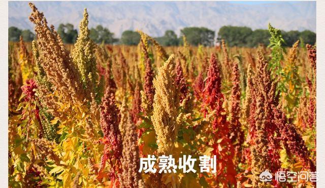 藜麦的营养价值及功效是什么？婴幼儿可以吃藜麦吗？