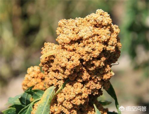 藜麦的营养价值及功效是什么？婴幼儿可以吃藜麦吗？