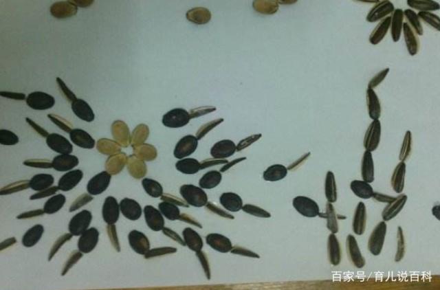 幼儿园寒假作业：用瓜子壳做小动物，看到最后一个，网友不得不服