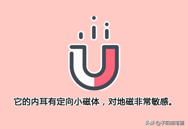 简笔画知识：为什么螃蟹都是横着走