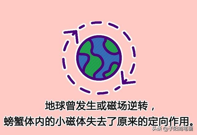 简笔画知识：为什么螃蟹都是横着走