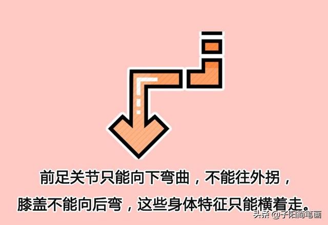 简笔画知识：为什么螃蟹都是横着走
