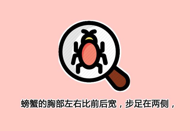 图解知识：螃蟹横着走不是因为霸道