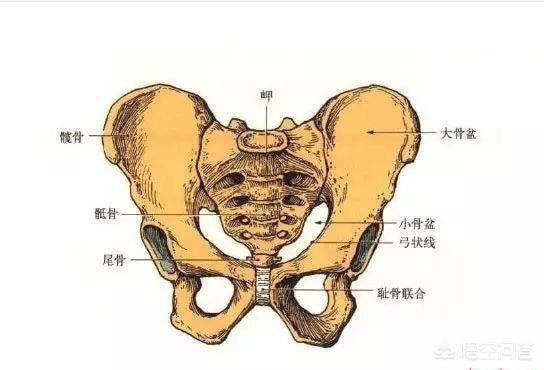 到底有没有必要做产后骨盆修复、盆底肌和腹直肌修复？