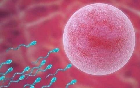 “孕妇爱吃素食容易生女孩”这是真的吗？胎儿性别是何时决定的？