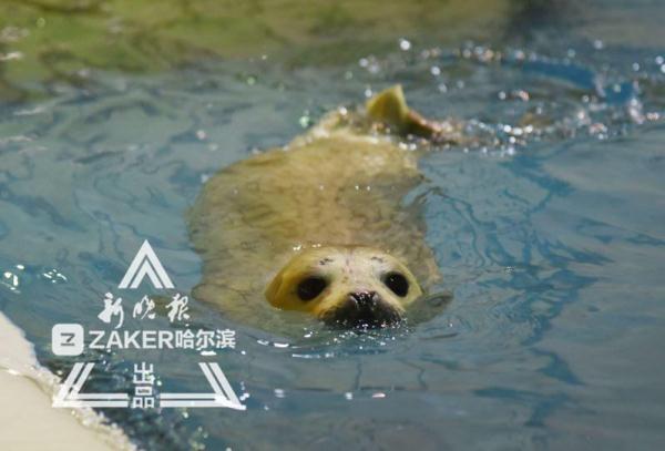 一周大小海豹学游泳，就要换掉胎毛变身“斑海豹”
