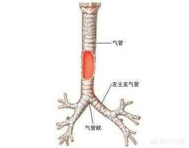 如何区分孩子患上的是支气管炎还是感冒？