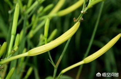 哺乳期的妈妈，吃什么东西能下奶呢？