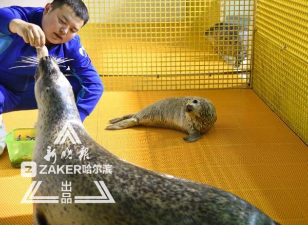 一周大小海豹学游泳，就要换掉胎毛变身“斑海豹”