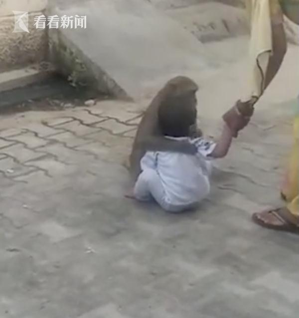 猴子抓走2岁男孩做玩伴 大人来夺就抱紧不撒手