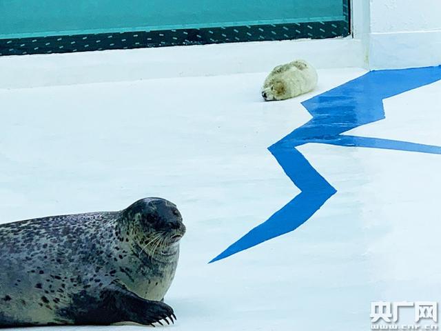 大连圣亚海洋世界高龄斑海豹妈妈顺利诞下“福猪”宝宝