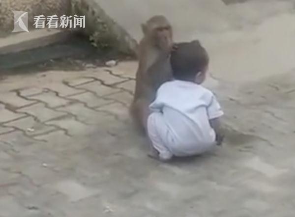 猴子抓走2岁男孩做玩伴 大人来夺就抱紧不撒手