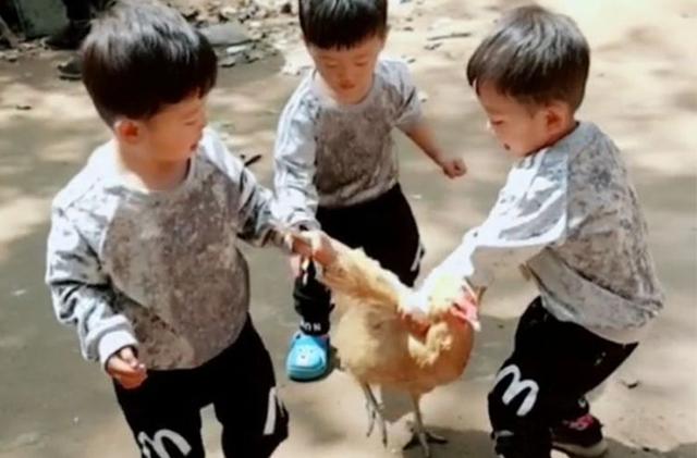 妈妈回家发现三胞胎正合谋杀鸡，妈妈乐坏了，爷爷气坏了