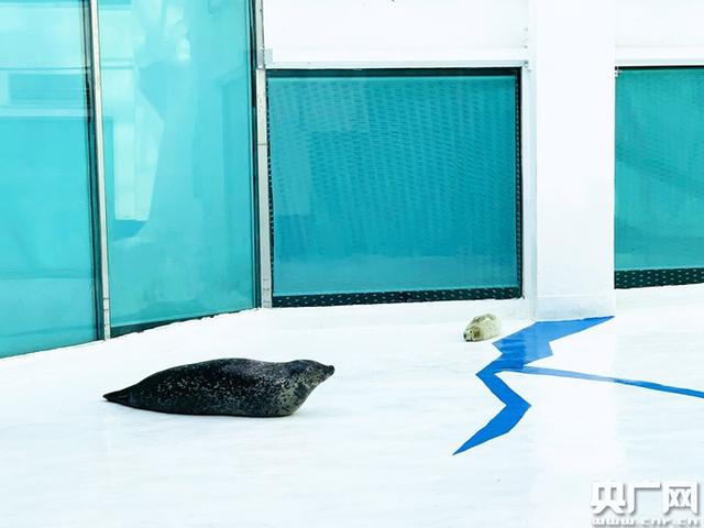 大连圣亚海洋世界高龄斑海豹妈妈顺利诞下“福猪”宝宝